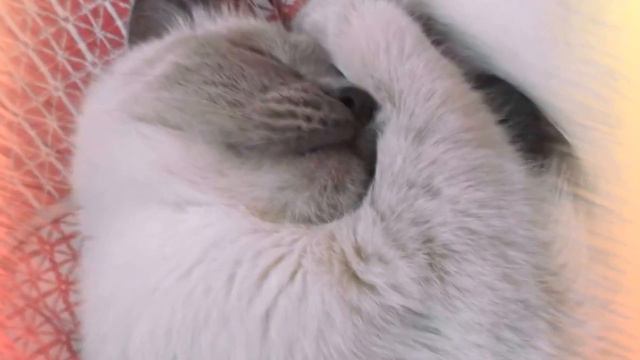 Кошка "Лапа" в ожидании своего первого домика для кошки :) смотреть онлайн