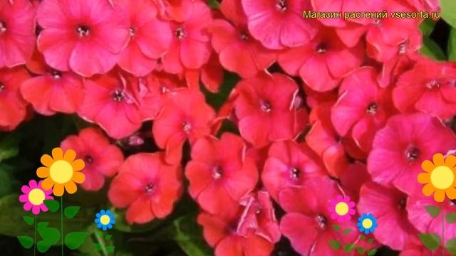 Флокс метельчатый Ред Райдинг Худ. Краткий обзор, описание характеристик, где купить рассада смотреть онлайн