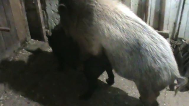 Случка свиней. / The pig's line. смотреть онлайн