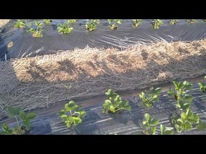 Методы борьбы с грибковыми заболеваниями на клубнике!