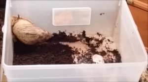 Уход за домашней сухопутной улиткой ахатиной.