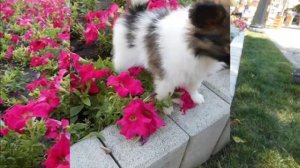 Щенки папийона. Продажа.