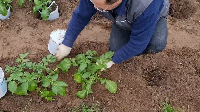 Выращивание раннего картофеля  Мои советы на практике.
