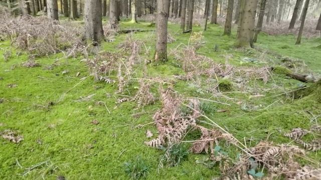 ЗА ОПЯТАМИ В ЛЕС НА АВТОБУСЕ ! | #318 смотреть онлайн