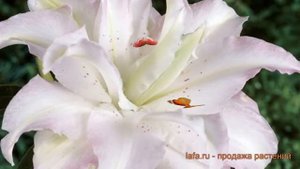 Лилия восточная махровая Канова (lilium oriental kanova) ? обзор: как сажать, луковицы лилии Канова