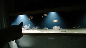 Led прожектор освещение в аквариуме