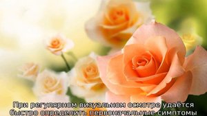 Обрезка роз летом во время цветения
