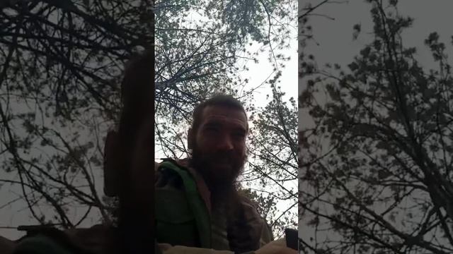 Казимир-Ветер играющий с соснами. смотреть онлайн