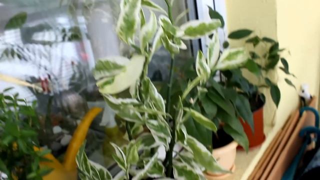 Мои цветы 2017. Часть 1. [Надежда и Мир] смотреть онлайн