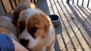 Бугай Алабай. Кормим 2х месячных щенков.Фарш по Бугаевски.