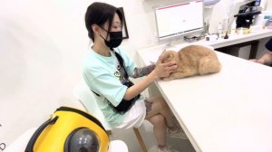 КАК ЛЕЧАТ ЖИВОТНЫХ В КОРЕЕ?/лечение дороже,чем у людей