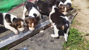 ГОНЧИЕ ПОРОДЫ АРПГ?ЩЕНКИ