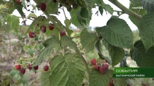 В Брянской области   сезон сбора ремонтантной малины 13 09 18