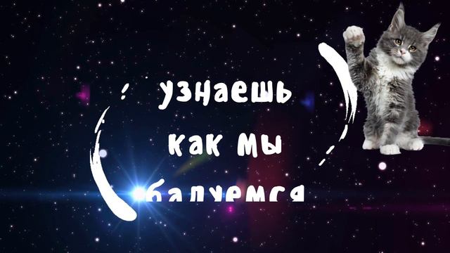 Этот кошачий мир. Мир кошек и котов, это другая вселенная. Будем изучать кошачий мир. 4К