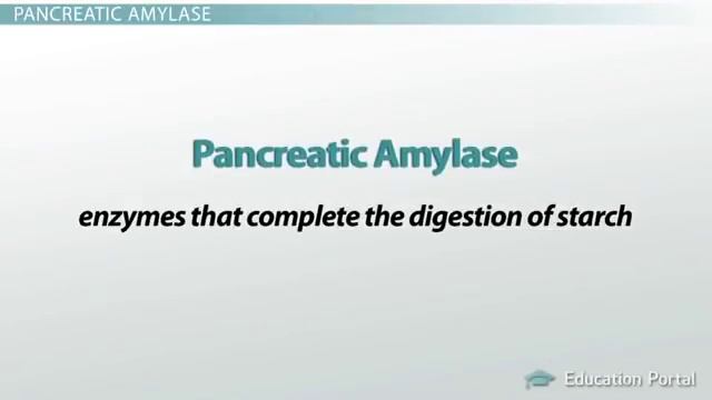 Pancreas Function, Enzymes & Role in Digestion смотреть онлайн