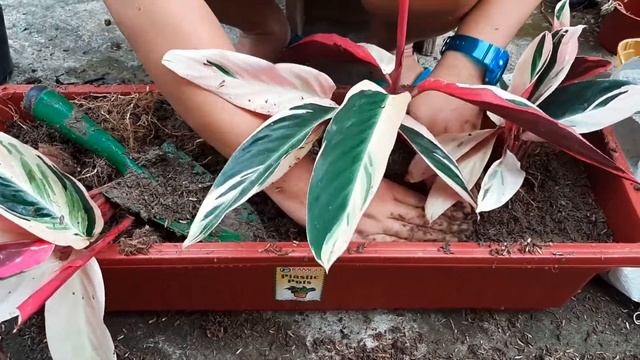 Plant With Me - Stromanthe Triostar or Red Label смотреть онлайн