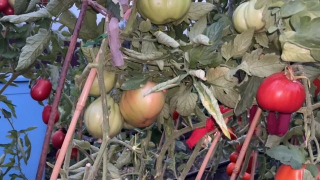 САМЫЕ УРОЖАЙНЫЕ и вкусные ТОМАТЫ ОСТАВЛЯЮ ДЛЯ НОВОГО СЕЗОНА! смотреть онлайн