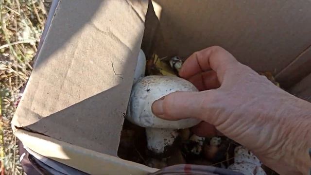 А вот и шампиньончики!! смотреть онлайн