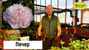 Новые красивейшие сорта пионов в нашем питомнике!💐