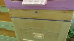 пчеловодство без вощины - часть 3 - контрольная обработка пчел от елеща Варроа