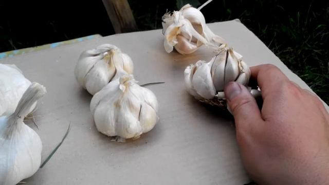 Новинки сортов чеснока, купленные в этом году.