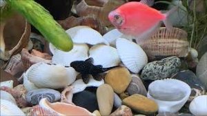 удаляем водоросли с грунта и декораций