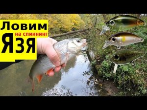 Ловим Язя. Smith Camion SR  Bug Minnow 25