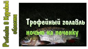 Поехал на сомика, а поймал трофейного голавля.  Рыбалка ночью