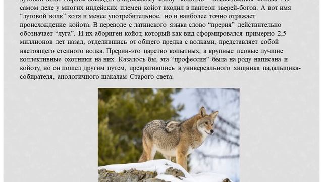 Непобедимый волк-койот. І часть. смотреть онлайн