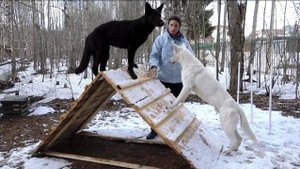 ДТ-12. Куда направить энергию собаки (часть 1).