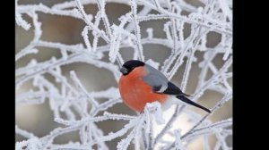 П.И.Чайковский "Зимнее утро"