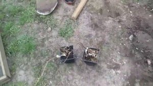 Посадка актинидии .Актинидия аргута  Кенс Ред.Мини-Киви.