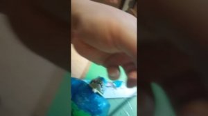 Как отремонтировать Гуджитсу.