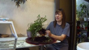 Новинка в цветочной коллекции. Асплениум Парвати. Папоротник.