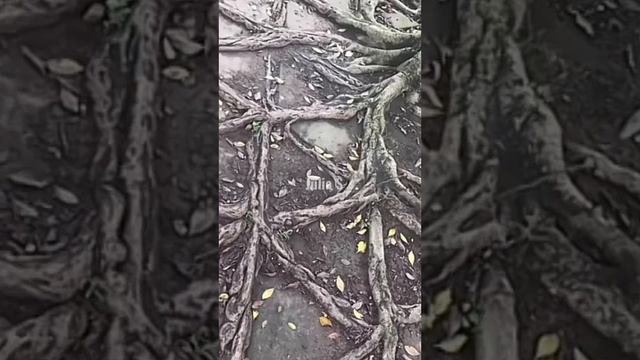 Странные запреты в Южной Корее смотреть онлайн