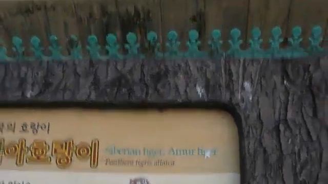 Амурские тигры в Сеульском зоопарке - 1 смотреть онлайн