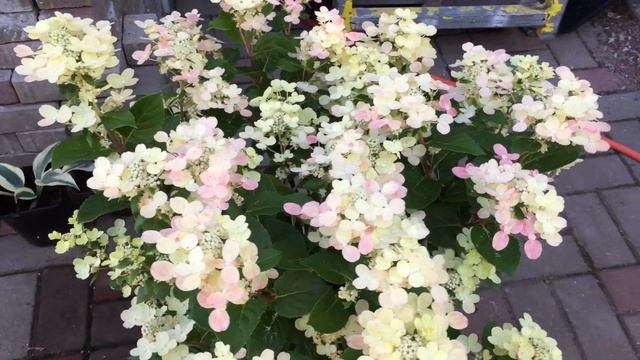 Hydrangea paniculata Polestar гортензия метельчатая Полестар карликовая смотреть онлайн