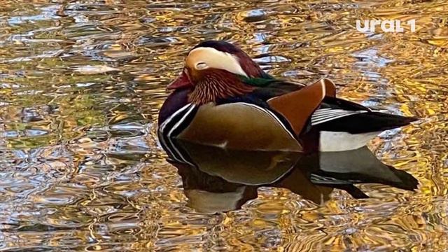 В городском зоопарке опровергли побег уток-мандаринок смотреть онлайн