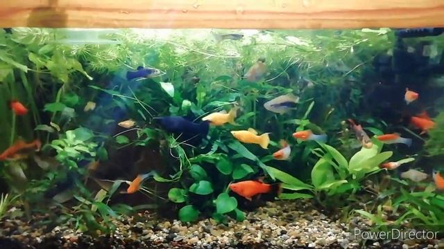 Аквариумы 50 и 90л, палюдариум 40л смотреть онлайн