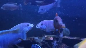 псевдотрофеус Ацей лювала риф (рseudotropheus sp. acei luwala reef).