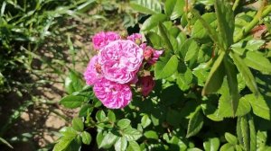 Роза Аллевья в Подмосковье