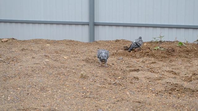 15 серия Чем отличается дикий,городской голубь от спортивного голубя. Sports Pigeon