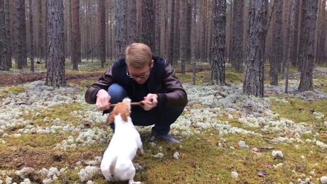 Прогулка в лесу или очень много Золли смотреть онлайн