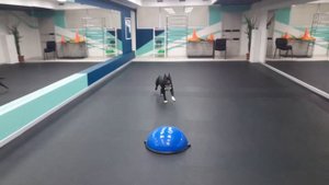 Неделя с ЭШО. Собака изменилась за неделю пользования электроошейником.