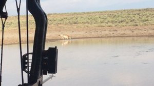 Охота на антилопу