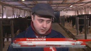 В Ярославской области активно развивается мясное и молочное животноводство