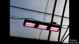 ФитоБокс для выращивания огурцов, сделай сам, всё просто.