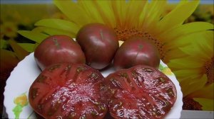 Проект Томатный Гном - новинка в мире томатов. Обзор сортов Томатных Гномов.