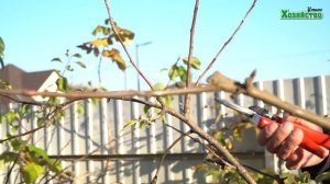 Как правильно обрезать карликовую яблоню?!