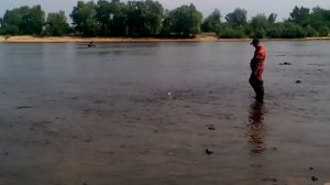 Нерест леща.